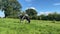 One holstein milk cow grazing on pasture during warm sunny day in summer on blue sky background