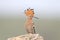 One hoopoe isolated on blurred background is sitting on a stone