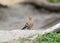 One hoopoe sits on the sand