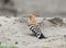 One hoopoe sits on the sand and looks into the camera