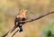 One hoopoe sitting on special branch and posing photographer.