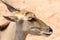 One horn impala head