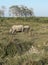 One horn rhinoceros grazing at Kaziranga national park