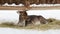 One-horned deer lies on the hay in winter in the reserve