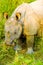 One Horned Indian Rhinoceros Lowered Head Eating