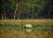 One horned rhino in Pobitora wildlife Sanctuary, India