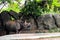 One-horned rhino in zoo