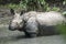 One Horned Rhinoceros