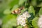 One hornworm moth-hawk in flight over the flower