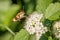 One hornworm moth-hawk in flight over the flower