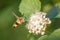 One hornworm moth-hawk in flight over the flower