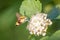 One hornworm moth-hawk in flight over the flower
