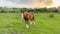 One horse grassing on a beautiful pasture in the countryside in Ukraine