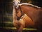 One horse tenderly embraces another horse who is very surprised and happy on a sunny summer day. Love. Care and relationships