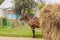 One horse transportation hay on wooden cart - Ukra