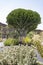 One of the huge cacti in Jardin de Cactus, Lanzarote, Spain