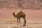 A one hump Dromedary camel camelus dromedarius in the Sinai desert