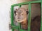 One-humped camel, C. dromedarius, close-up of face in Canary Islands