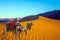 The one-humped camel - Dromedar