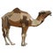 One-humped camel in vector