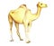 One-humped camel on a white background