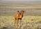 The one-humped dromedary camel in desert