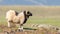 One Icelandic big horn sheep