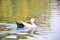 One indian black and white duck swimming on open natural pond at day light.