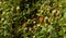 One indian butterfly trying to relax on beautiful Indian flowers field coverup with spider web