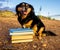 One intelligent Black Dog Reading a Book