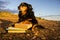 One intelligent Black Dog Reading a Book