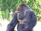 One Isolated Big Strong Black Monkey Ape Gorilla Head