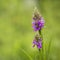 One isolated flower, Heath Spotted Orchid, Heath Spotted-orchid, Spotted Orchid Dactylorhiza maculata