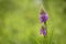 One isolated flower, Heath Spotted Orchid, Heath Spotted-orchid, Spotted Orchid Dactylorhiza maculata