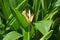 One isolated heliconia blossom  in the bush in sunny day