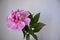 One isolated pink peony with fresh leaves and simple background. Space for text messages in right.