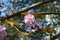 One isolated pink sakura flower blossoms in sunny afternoon