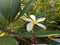 One isolated plumeria blossoms with long petals