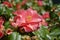 One isolated red camellia blossoms