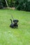 One Jack Russel Terrier puppy. Newborn dog in the grass. Baby dog looking around