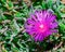 One Karkalla or Australian pig face flower plant with succulent leaves and deep purple color