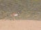 One Killdeer charadrius vociferus plover bird on beach