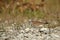 One Killdeer shorebird crouching on rocks with grass