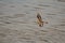 One Killdeer shorebird flying low over the water