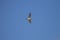 One Killdeer shorebird flying overhead with a blue sky background