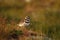 One Killdeer shorebird in grass and clover at eye level