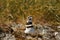One Killdeer shorebird sitting on a nest on the ground
