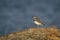 One Killdeer shorebird standing on a grassy rock with blue water background