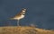 One Killdeer shorebird standing on a grassy rock with blue water background