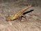 One of a kind Profile photos of the extremly rare Crocodile or Saw-Nosed Lantern fly Cathedra serrata